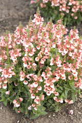 Canvas Print - Diascia - New Salmon 90