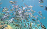 Fototapeta  - Shoal of sergeant major damselfish on coral reef
