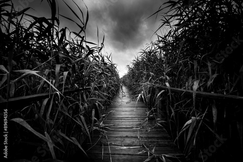 Motiv-Klemmrollo - Wooden path trough the reed (von Sved Oliver)