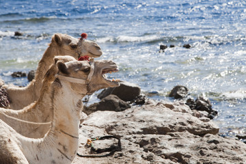 Camels on the red sea smiling