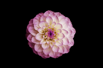 Sticker - flower, isolated black background, dahlia, white, yellow, pink, lilac