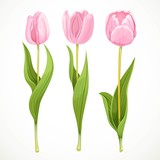 Fototapeta Tulipany - Three vector pink flowers tulips isolated on a white background