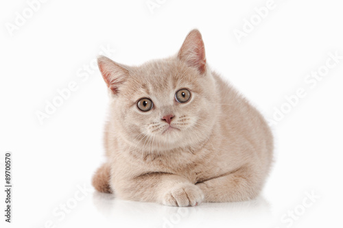 Cat Small Red Cream British Kitten On White Background Buy This