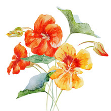 Watercolor Nasturtium Flower