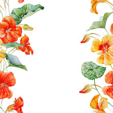 Watercolor Nasturtium Flower Pattern