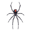 Realistic spider isolated