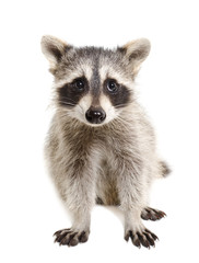 Wall Mural - portrait of a raccoon sitting isolated on white background