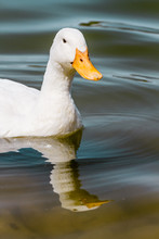 Domestic White Duck Swimming In The Pond