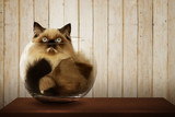 Fototapeta Koty - Cute persian cat inside glass bowl