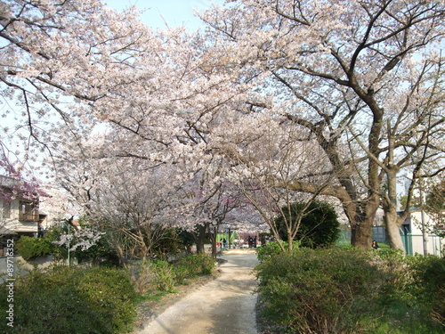 桜が咲く春の玉川上水第二公園 Tamagawa Josui Second Park Buy This Stock Photo And Explore Similar Images At Adobe Stock Adobe Stock