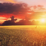 Fototapeta Zachód słońca - Golden Sunset Over Field with Barley