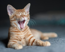 Furry Tabby Kitten Lying With A Huge Yawn Expression.