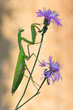 © willypd - Mantis religiosa