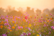 Cosmos Flower Field In The Morning
