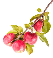 ripe apples on a branch isolated on white background