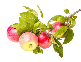 ripe apples on a branch isolated on white background