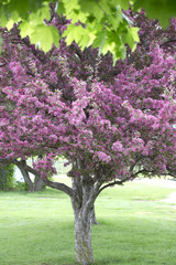 Canvas Print - Cherry Tree in Bloom