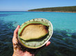 Abalone being held with pristine sea in the background. Eyre Peninsula. South Australia.