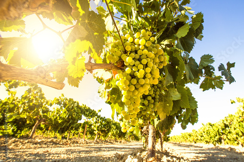 Fotografía Uvas de vino blanco en la viña en un día soleado