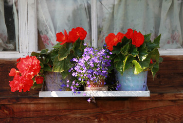 Poster - flowers on shelf