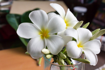 Wall Mural - made lovely corner in home office with beautiful white flower plumeria or frangipani in a normal gla