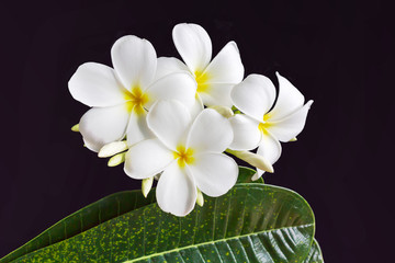 Wall Mural - isolated white flower plumeria or frangipani on black background