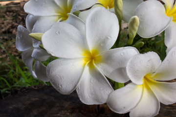 Wall Mural - bunch of fresh beautiful white flower plumeria or frangipani on natural background