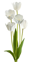 Image Of White Tulips On A White Background