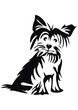 yorkshire Terrier, black silhouette, vector icon