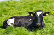 Black and White Cow Resting on Green Pasture