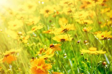 Wall Mural - Cosmos flowers with sunlight