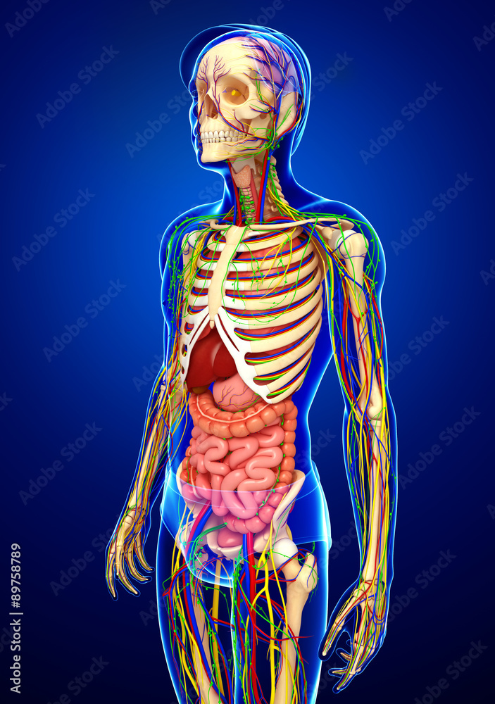 Lymphatic, skeletal, nervous and circulatory system of male anat Stock ...