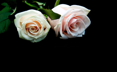 Canvas Print - Roses on a black background