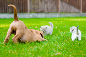 Aufkleber - Dog and two kittens playing together outdoor
