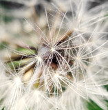 Fototapeta Dmuchawce - macro of dandelion seeds