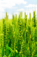 Wall Mural - green wheat field