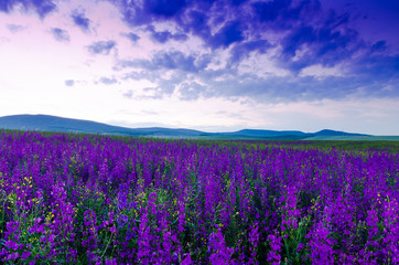 Wall Mural - purple flower field in the night.