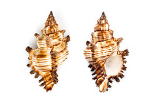 Murex Snail Shell (Chicoreus Brevifrons)