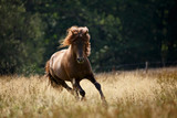 Islandpony  im Galopp