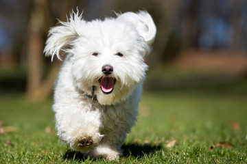 Poster - Coton de Tulear dog running outdoors in nature