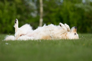 Poster - Dog outdoors in nature