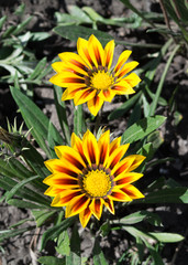 Two yellow garden flowers