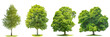 Collection of green trees maple, birch, chestnut. Nature objects