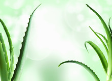 Aloe Vera Leaves  Background