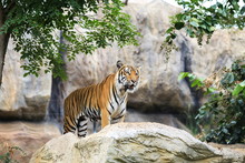 Tiger On Rock