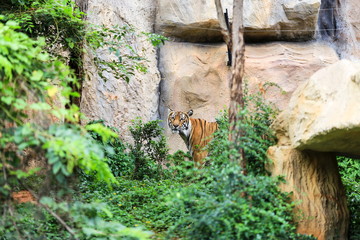 tiger in forest