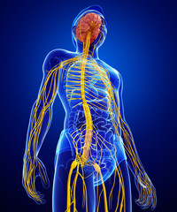 male nervous system artwork
