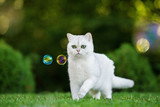 Fototapeta Koty - adorable grey british shorthair cat outdoors