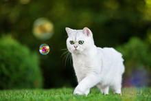 Adorable Grey British Shorthair Cat Outdoors