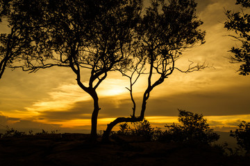 Wall Mural - sunrise with tree
